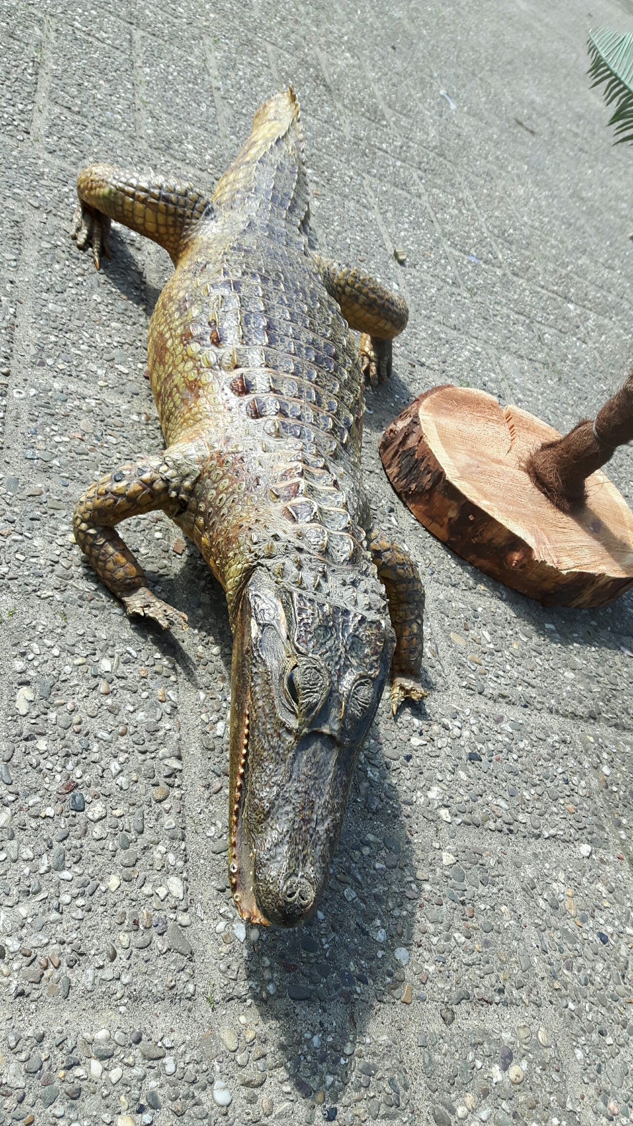 baby alligator